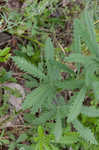 Sulphur cinquefoil